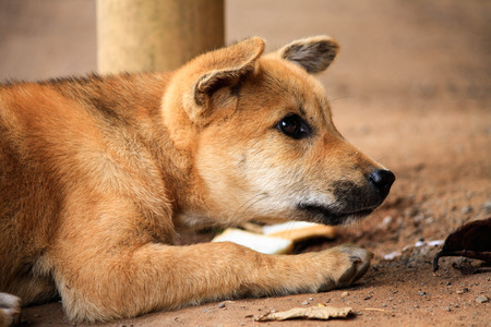 Cute puppyの写真素材