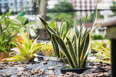 green leafの写真素材