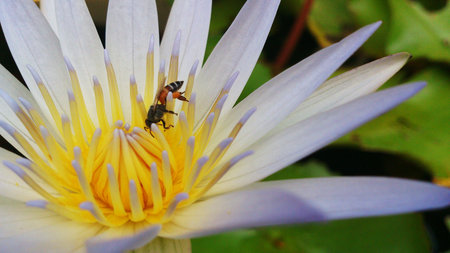 geautiful white lotus and bee
