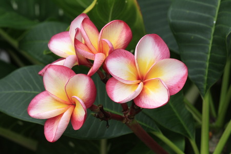 beautiful pink flowersの写真素材