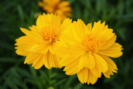 beautiful yellow flowersの写真素材