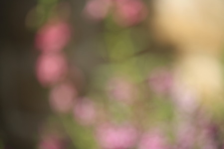 blur flower backgrounndの写真素材