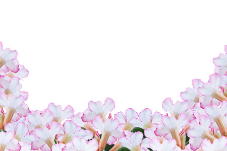 blur green backgroundの写真素材