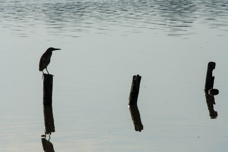 Background dark birds middle marsh