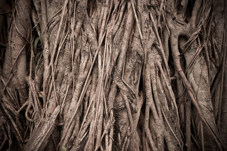 Nature big tree root for vintage backgroundの写真素材