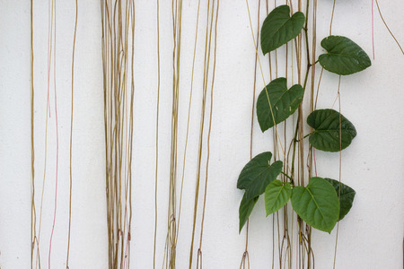 root of plant and green leaf on grunge wallの写真素材