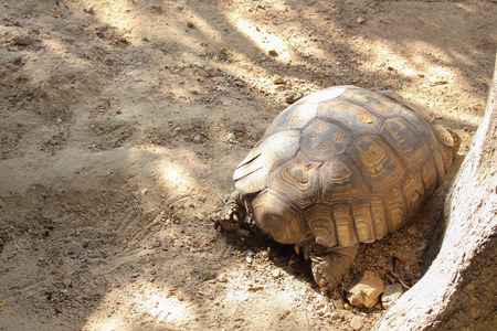 big tortoise walk on parkの写真素材