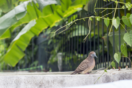 dove stand on fenceの写真素材