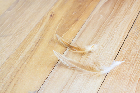 two chicken feather on wooden boardの写真素材