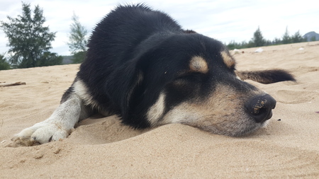 black dog sleep on beachの写真素材