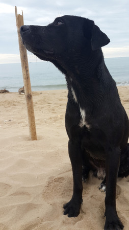 black dog sitting on beachの写真素材