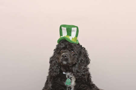 St Patricks Cocker Spanielの写真素材