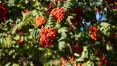 Red rowan berries on the branches of a tree in the autumnの写真素材