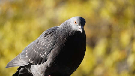 Pigeon on the background of autumn leaves. Close-up.の写真素材