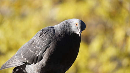 Pigeon in a park in autumn. Close-up.の写真素材