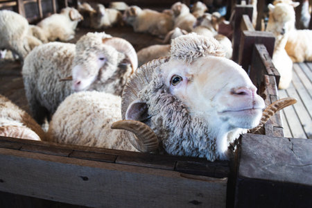 Feeding merino sheep by the wooden fenceの写真素材