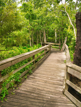 A wooden footpath for walking around the garden