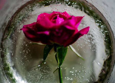 closeup red rose in ice waterの写真素材