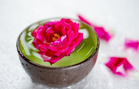 pink rose in a tea cup