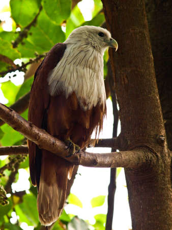 White-bellied Sea-eagleの写真素材