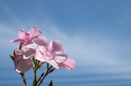 pink flowerの写真素材