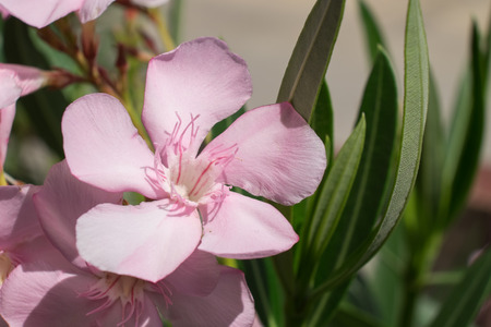 pink flower