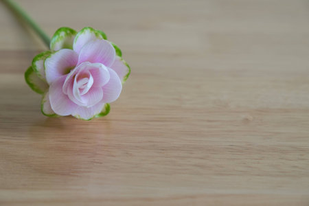 siam tulipの写真素材