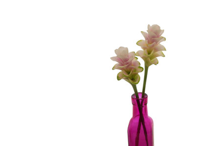 siam tulipの写真素材