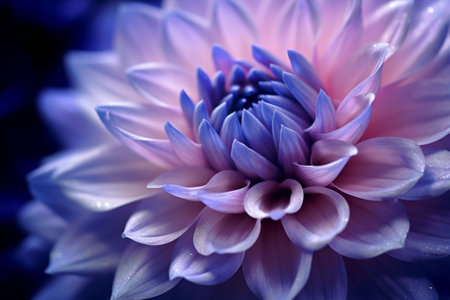 Beautiful purple dahlia flower macro close up. Floral backgroundの素材