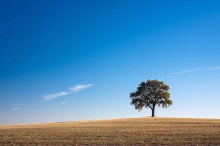 Lonely tree in the middle of a field with blue skyの素材