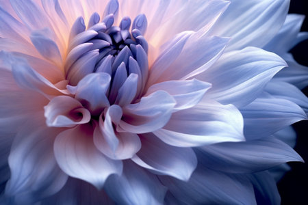 Close up of a dahlia flower in blue and white.の素材