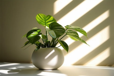 Houseplant in a white pot on a white table with a shadow from the windowの素材