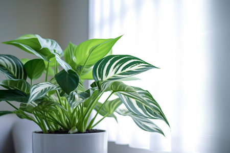 Beautiful houseplant in pot on window sill indoors. Home decorの素材