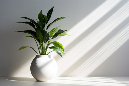 Houseplant in a white vase on a white background with a shadow from the windowの素材