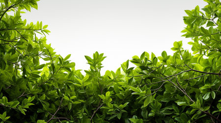 Green leaves on white background with copy space for text or image.の素材