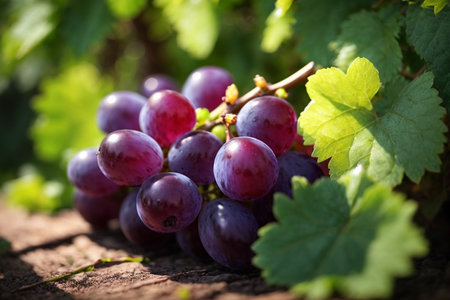 Bunch of grapes on a wooden table with green leaves in the backgroundの素材