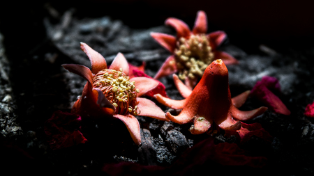 Blooming flowersの写真素材