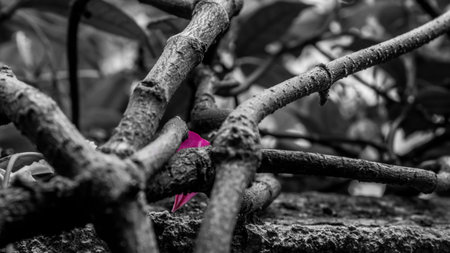 Spring captures on blooming flowersの写真素材