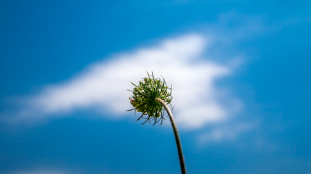 Spring captures on blooming flowersの写真素材