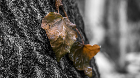 Withered leafs and detailsの写真素材