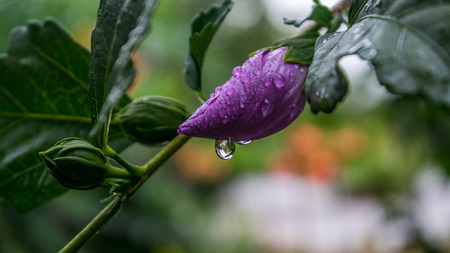 Spring captures on blooming flowersの写真素材