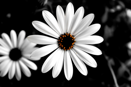 Closeup on blooming flowerの写真素材