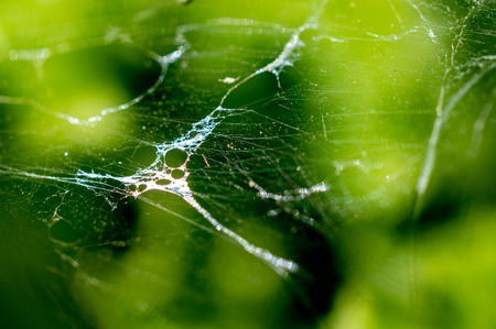 Spider web throught the plants under the summer sunの写真素材