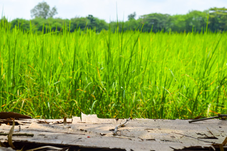wooden table and cropsの写真素材