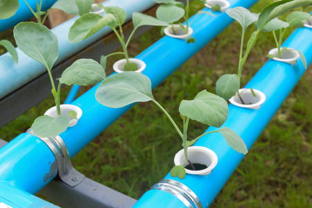 agriculture of hydroponic vegetableの写真素材