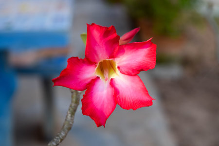 pink flower, desert roseの写真素材