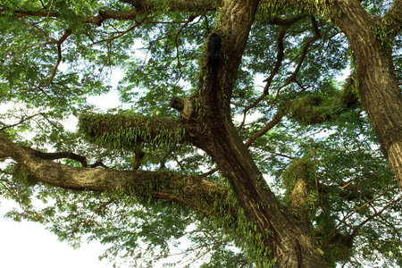 Ferns growing on trees in tropical Thailand.の写真素材