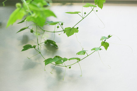 Tree branch with green foliage on wall background.の写真素材