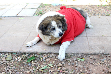 Cute dog in red clothes lying on the ground and looking at cameraの写真素材