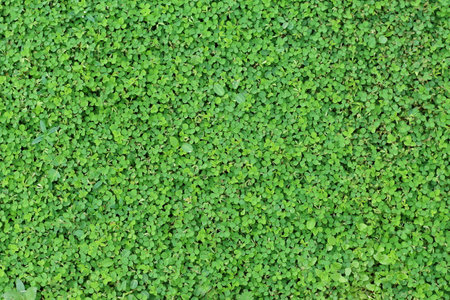Green grass texture background. Top view of green grass texture background.の写真素材